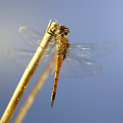 �R�����q���n�l�r���g���{