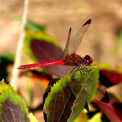 �R�m�V���g���{��