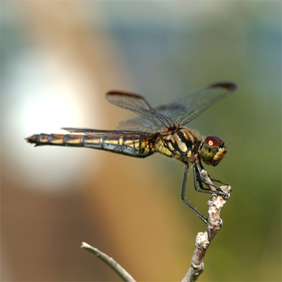 �R�m�V���g���{��