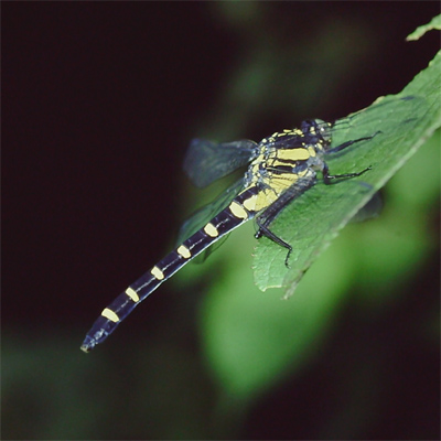 �R�I�j�����}��