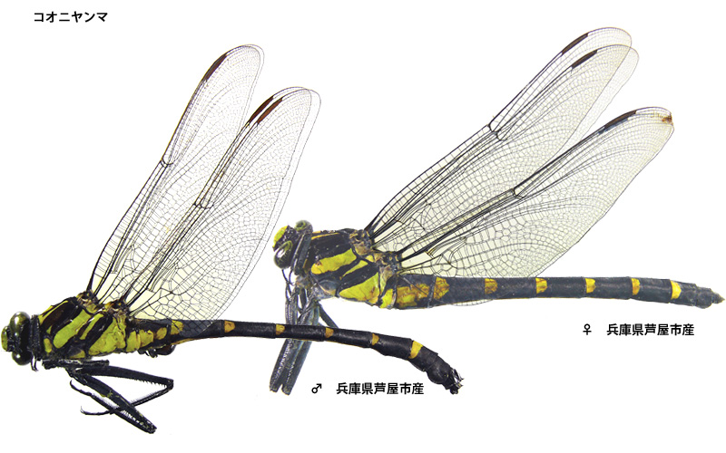 �R�I�j�����}