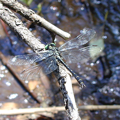 �R�T�i�G��