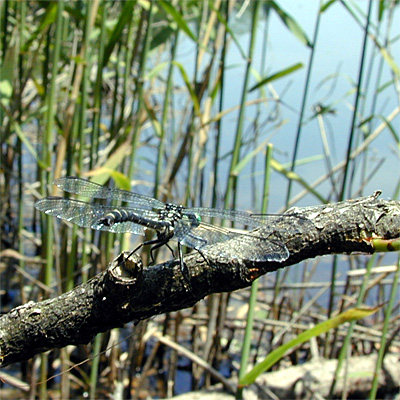 �R�T�i�G��