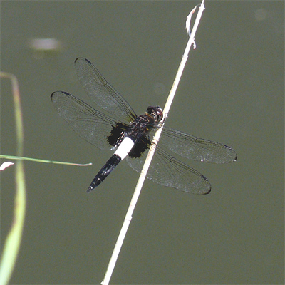 �R�V�A�L�g���{��