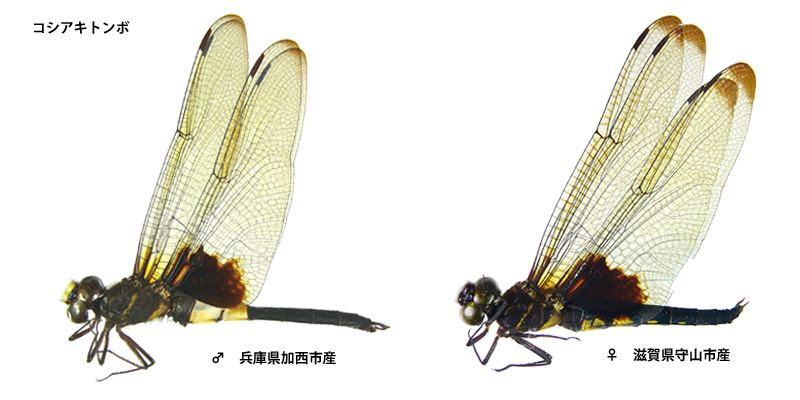 �R�V�A�L�g���{