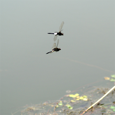 �R�V�A�L�g���{