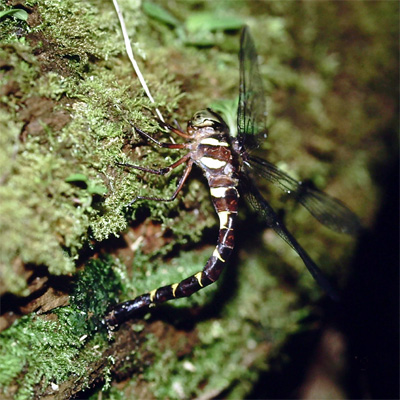 �R�V�{�\�����}��