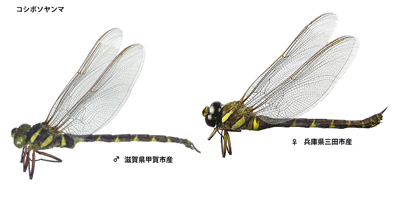 �R�V�{�\�����}