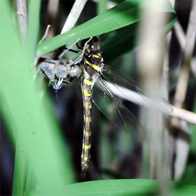 �R���}�g���{��