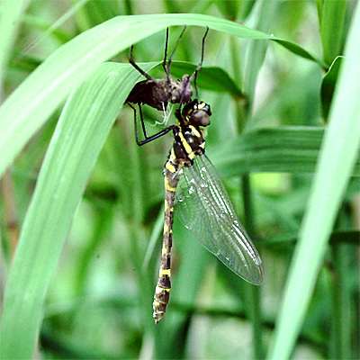 �R���}�g���{��