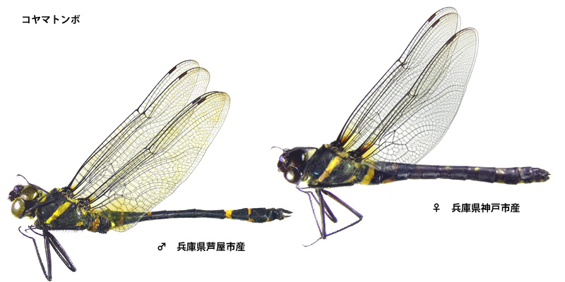 �R���}�g���{