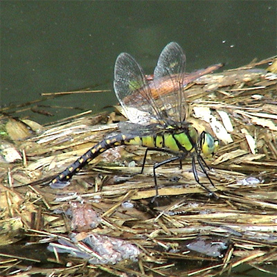 �N���X�W�M�������}��