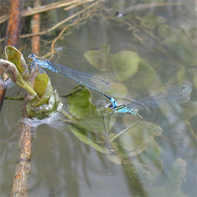 �N���C�g�g���{