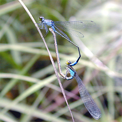 �N���C�g�g���{