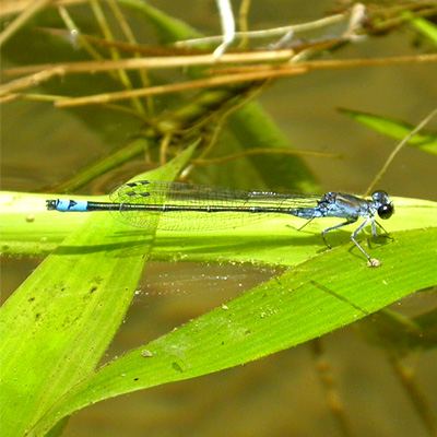 �N���C�g�g���{��