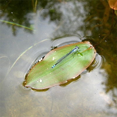 �N���C�g�g���{