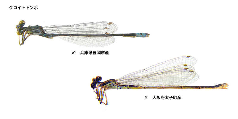 �N���C�g�g���{