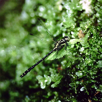 �N���T�i�G��