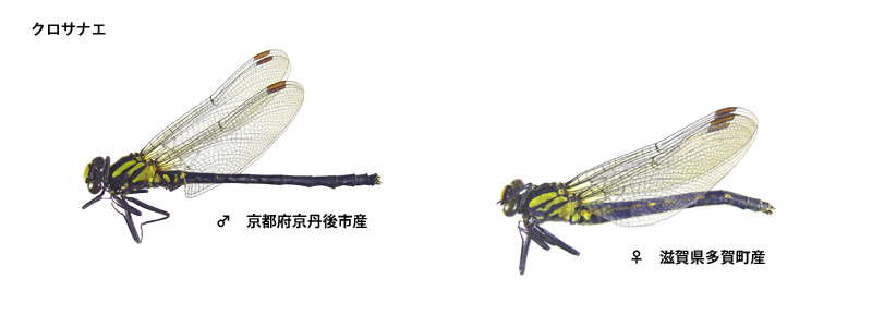 �N���T�i�G