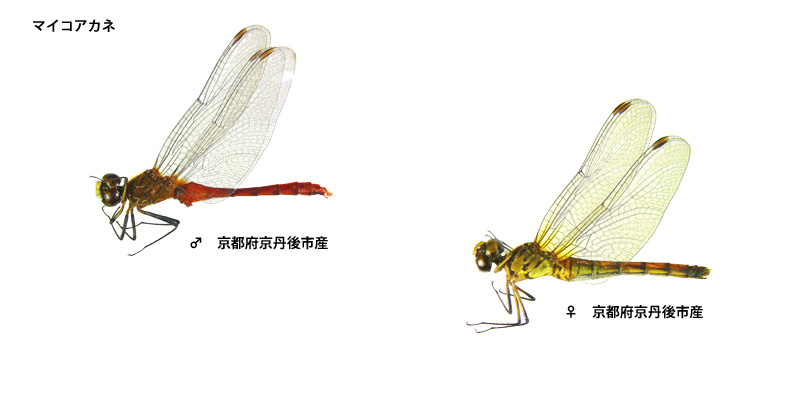 �}�C�R�A�J�l