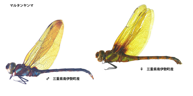 �}���^�������}