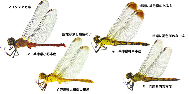 �}���^�e�A�J�l