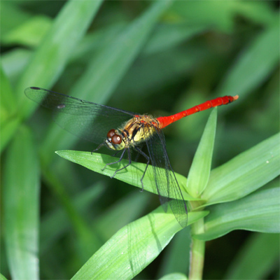 �}���^�e�A�J�l��