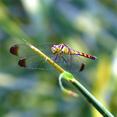 �}���^�e�A�J�l��