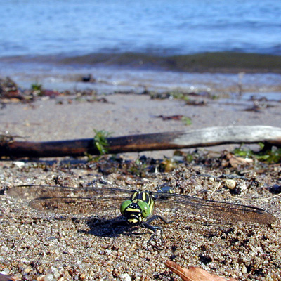 ���K�l�T�i�G��