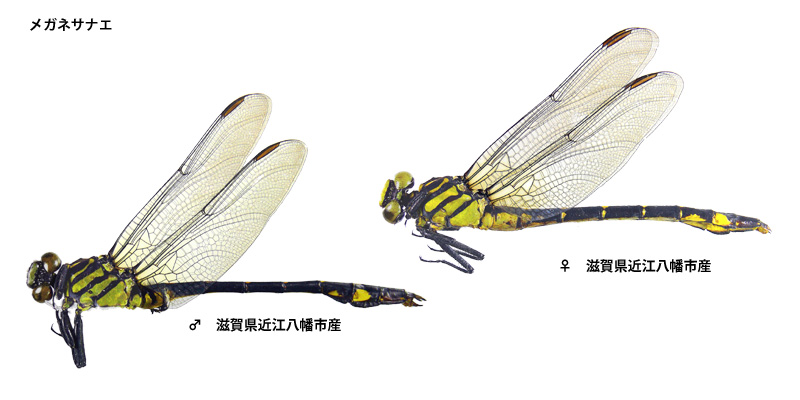 ���K�l�T�i�G