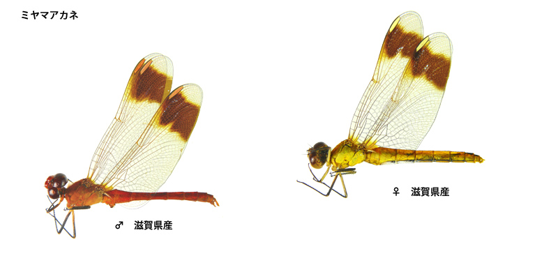 �~���}�A�J�l