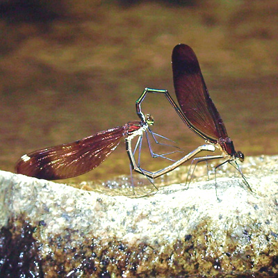 �~���}�J���g���{