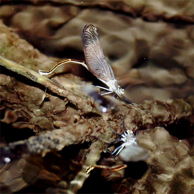 �~���}�J���g���{