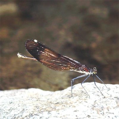 �~���}�J���g���{��