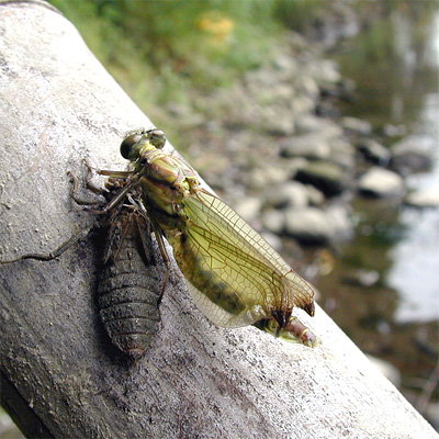 �~���}�T�i�G