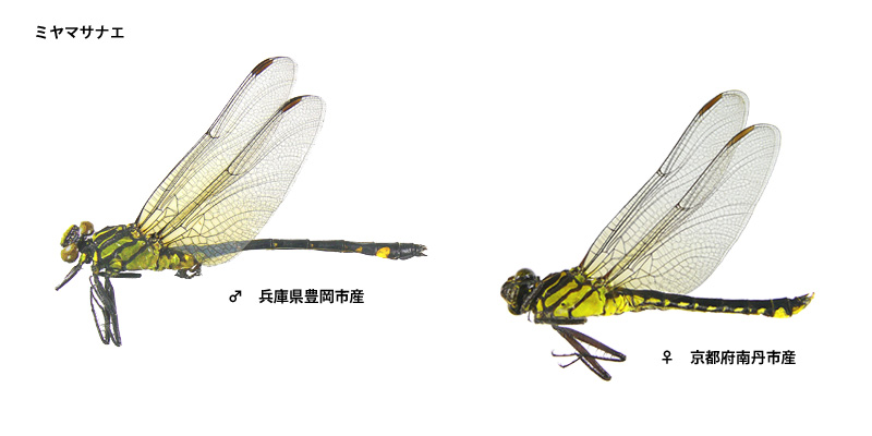 �~���}�T�i�G