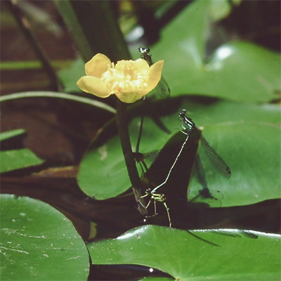 ���m�T�V�g���{