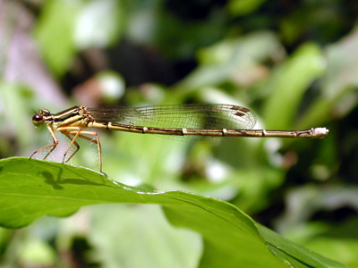 ���m�T�V�g���{��