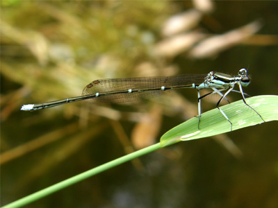 ���m�T�V�g���{��