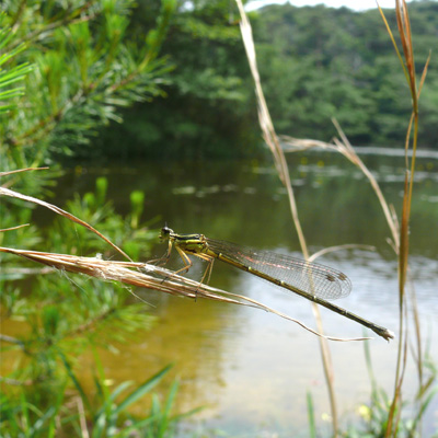 ���m�T�V�g���{