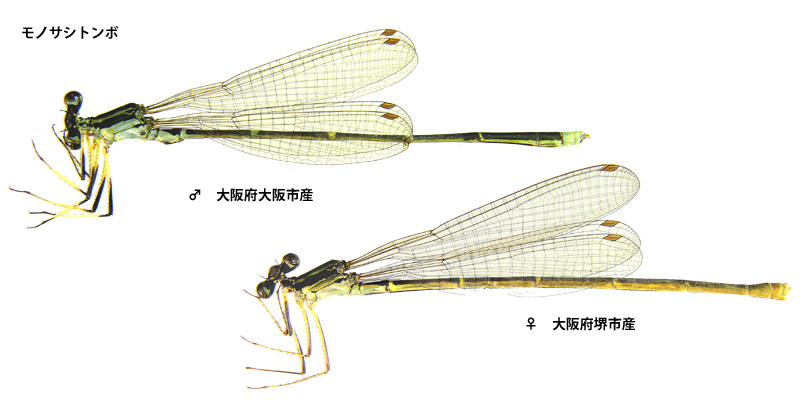 ���m�T�V�g���{