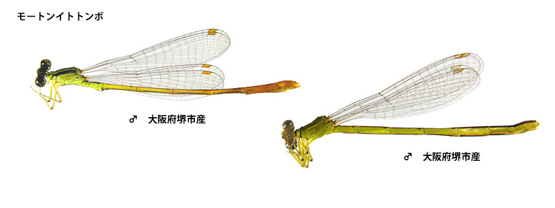 ���[�g���C�g�g���{