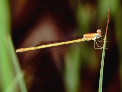 ���[�g���C�g�g���{��