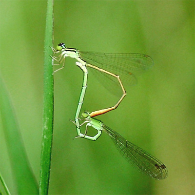 ���[�g���C�g�g���{