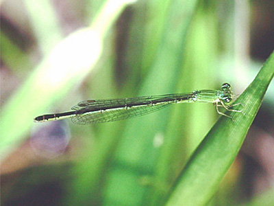 ���[�g���C�g�g���{��