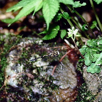 ���J�V�g���{