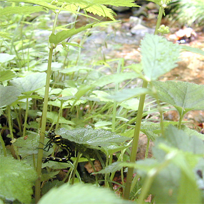 ���J�V�g���{