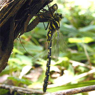 ���J�V�g���{��