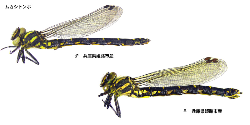 ���J�V�g���{