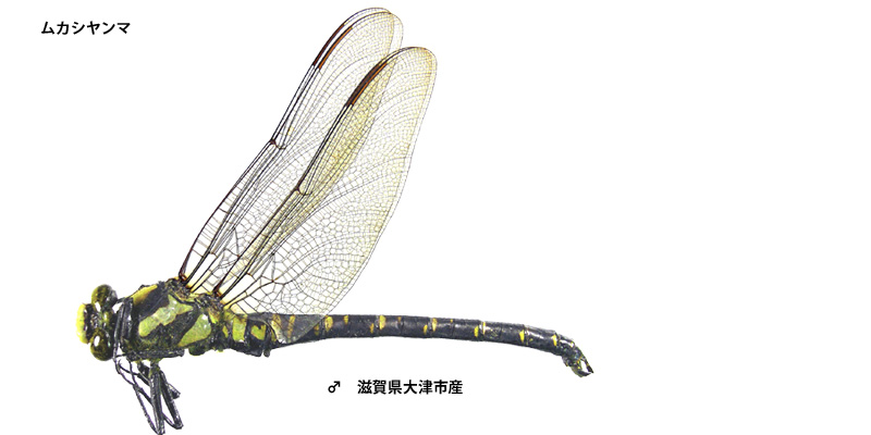 ���J�V�����}